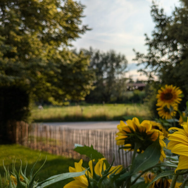 Tuin