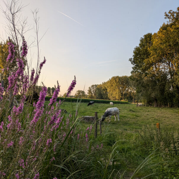 Omgeving